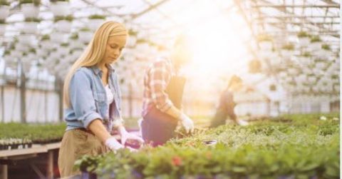 Analysis Oboya: Rapid growth though low profitability