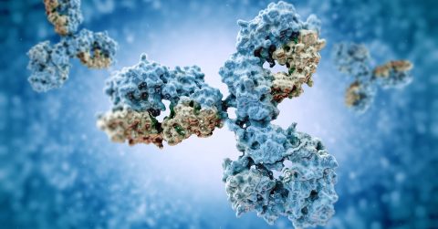 Analysis, Cantargia: Promising results in advanced cancer