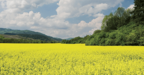 Analys, Cortus Energy: Kan 2017 bjuda på genombrott?