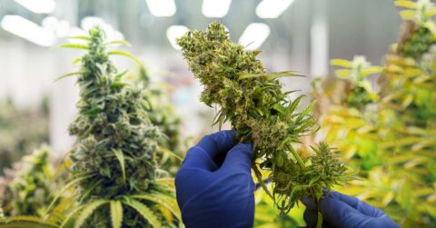 German Government has ‘set the bar so high’ for adult-use cannabis market they’ll be ‘like a student cramming for an exam’ in order to achieve goals