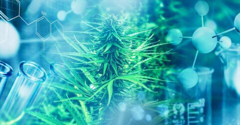 Cannabis - a new high for Germany